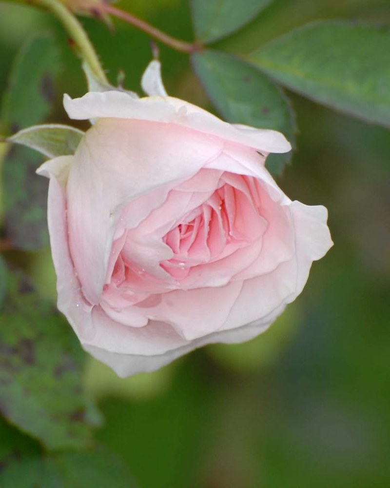 rosen für halbschatten Bloomfield Abundance