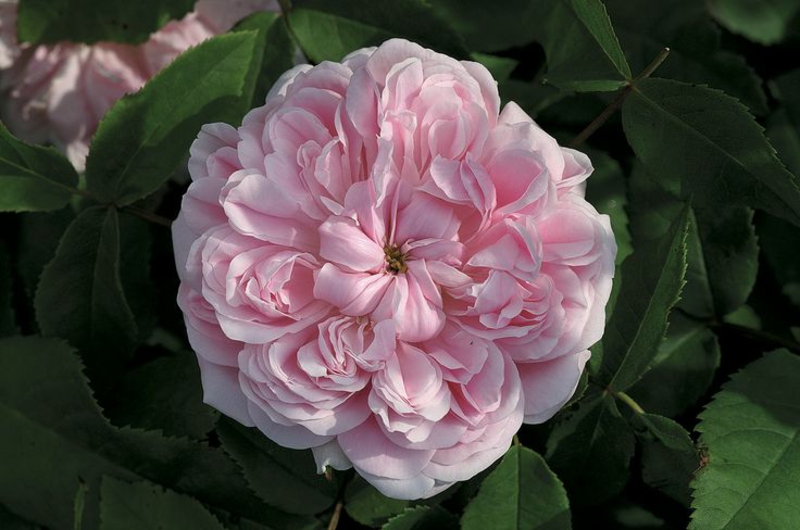 rosen für halbschatten Jacques Cartier