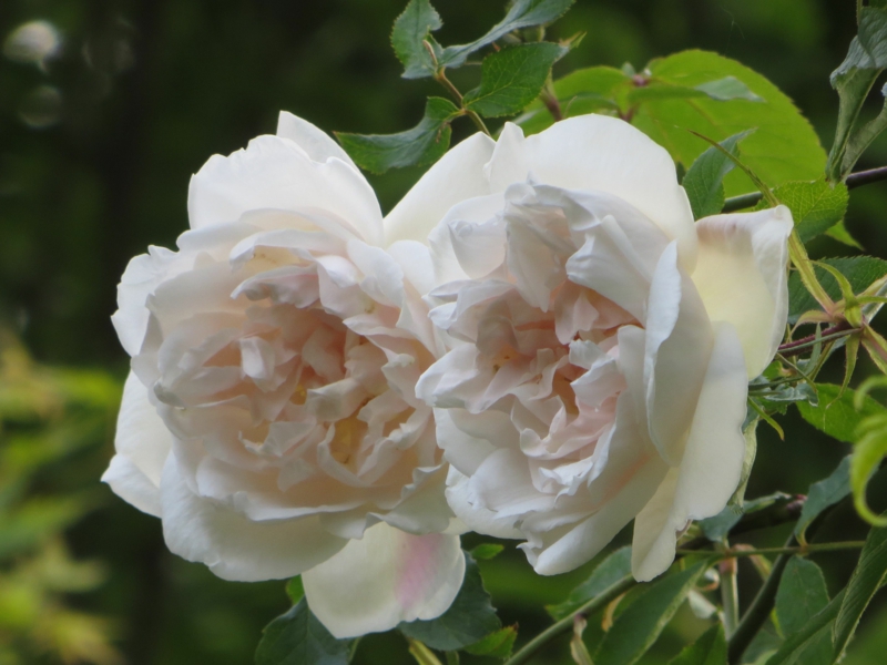 rosen für halbschatten Madame Alfred Carrière kletterrose