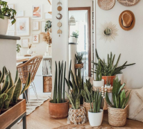 Sommerdekoration mit Zimmerpflanzen – Tipps und Ideen beim Kauf und Einrichten