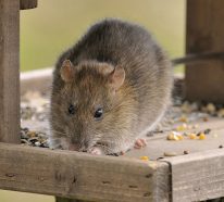Ratten und Mäuse vertreiben: So halten Sie die Nagetiere fern!