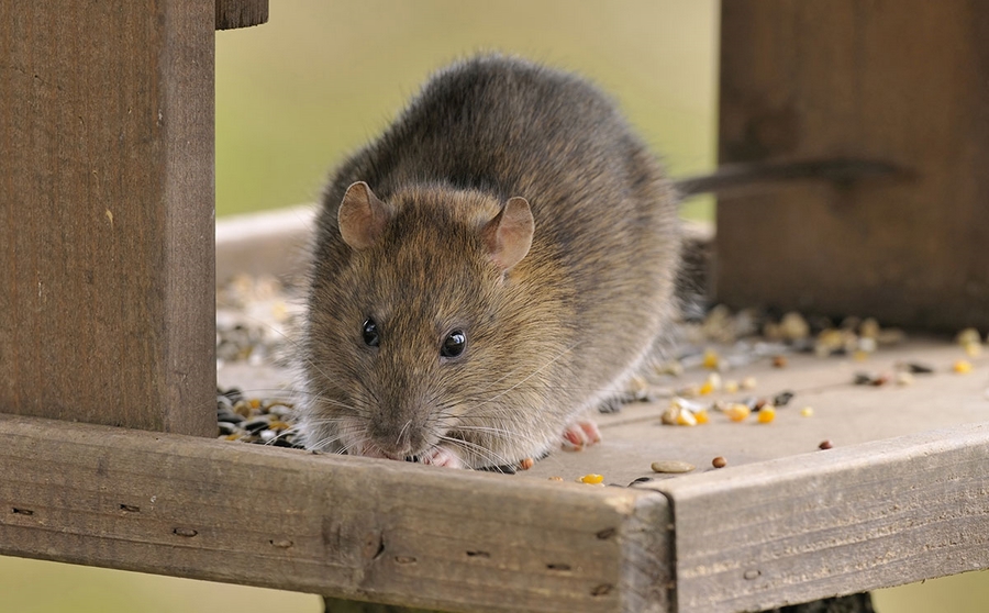 was tun bei Ratten und Mäuse im Garten