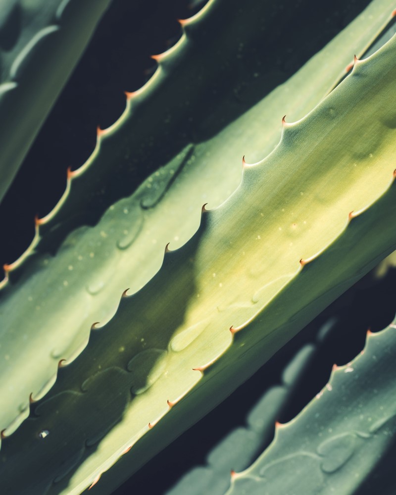 100 % natürliches Aloe Vera Creme selber machen aloe arten gel gesund