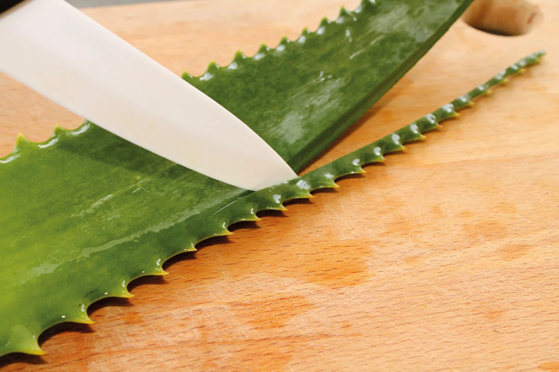 100 % natürliches Aloe Vera Creme selber machen aloe blatt richtig aufschneiden vorbereiten