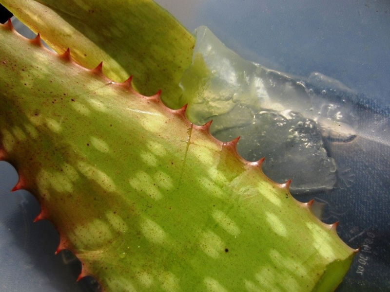100 % natürliches Aloe Vera Creme selber machen reife blaetter aloe ernten