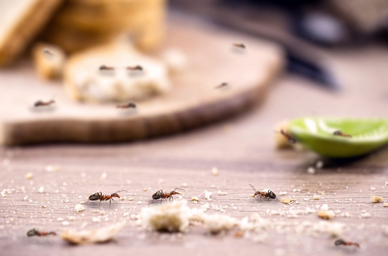 Ameisen Kupfer gegen Ameisen