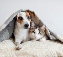 CBD für Haustiere: Wie können Hunde und Katzen davon profitieren?