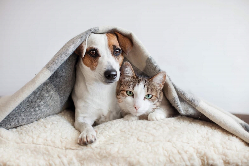 CBD für Haustiere Wie können Hunde und Katzen davon profitieren5