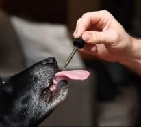 CBD für Haustiere: Wie können Hunde und Katzen davon profitieren?