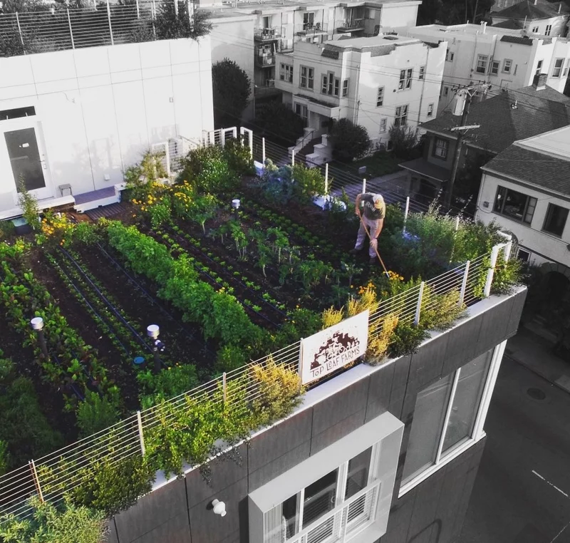 Dachbegruenung pflanzen moderne Stadt Landschaft