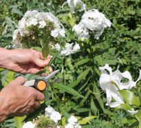 8 Gartentipps für August: Diese Gartenarbeit sollten Sie gerade erledigen!