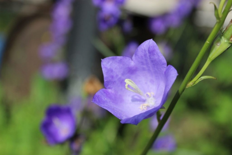 Glockenblume Campanula bepflanzen Tipps Gartenarbeit