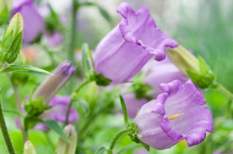 Glockenblume Campanula lila Blueten bepflanzen Gartenarbeit