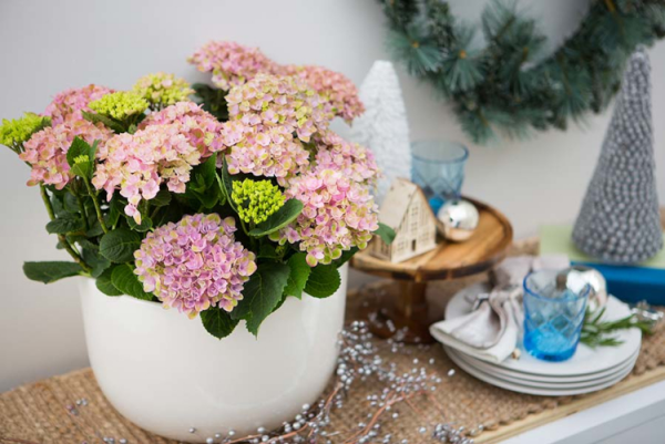 Hortensien Deko zuhause rosa Blueten in Vase Hingucker auf dem Beistelltisch