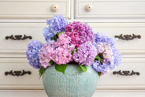 Hortensien Deko zuhause schoene farbenfrohe Blueten in Vase