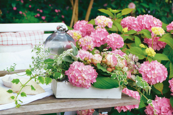 Kranz aus Hortensien rosa Dolden schmuecken den Garten bis Ende September herrlicher Anblick