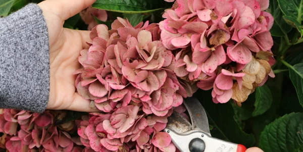 Kranz aus Hortensien rosa Hortensienblueten kurz vor Verbluehen abschneiden