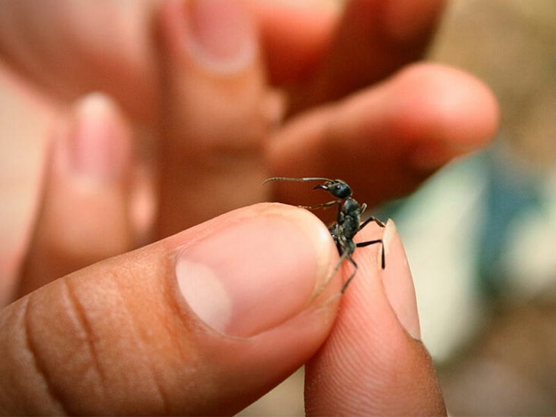 Kupfer gegen Ameisen Ameisenbefahl mit Naturmitteln bekämpfen
