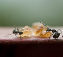 Wie kann man Kupfer gegen Ameisen verwenden?