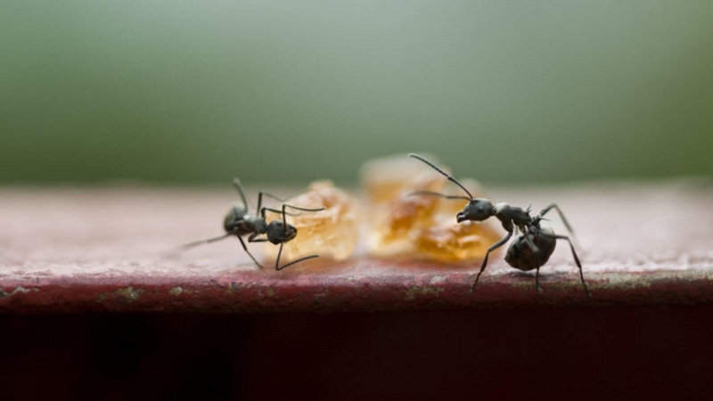 Kupfer gegen Ameisen Inekten bekämpen