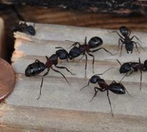 Wie kann man Kupfer gegen Ameisen verwenden?