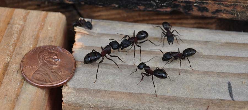 Kupfer gegen Ameisen Kupfermuenzen zum Einsatz bringen
