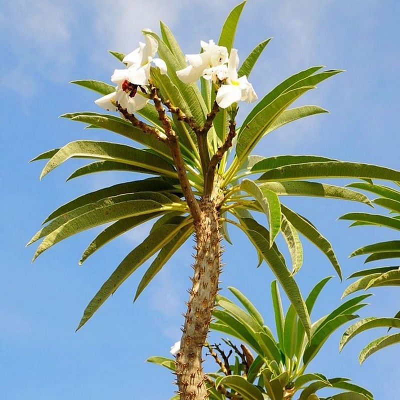 Madagaskarpalme Blüten weiß