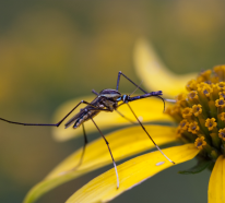 Mückenstiche – 5 Hausmittel lindern Juckreiz und Schwellung