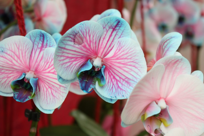 Orchideen faerben – 2 schonende Methoden fuer bunte Blueten blau lila zweifarbige blumen