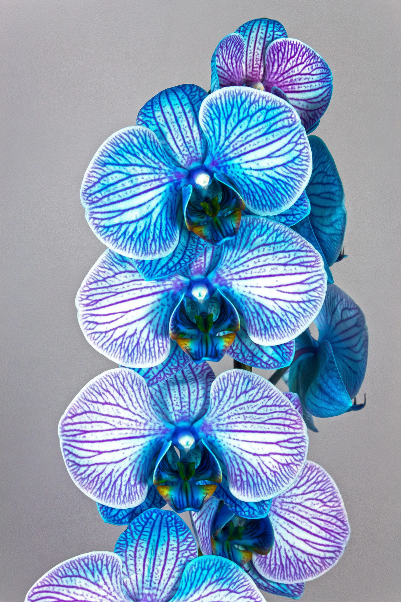Orchideen faerben – 2 schonende Methoden fuer bunte Blueten blaue blumen mit streifen
