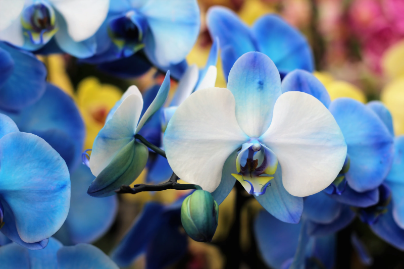 Orchideen faerben – 2 schonende Methoden fuer bunte Blueten blaue blumen selber machen