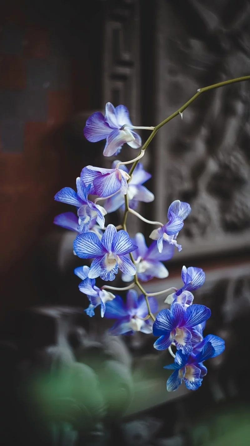 Orchideen faerben – 2 schonende Methoden fuer bunte Blueten blaue orchideen selber erstellen