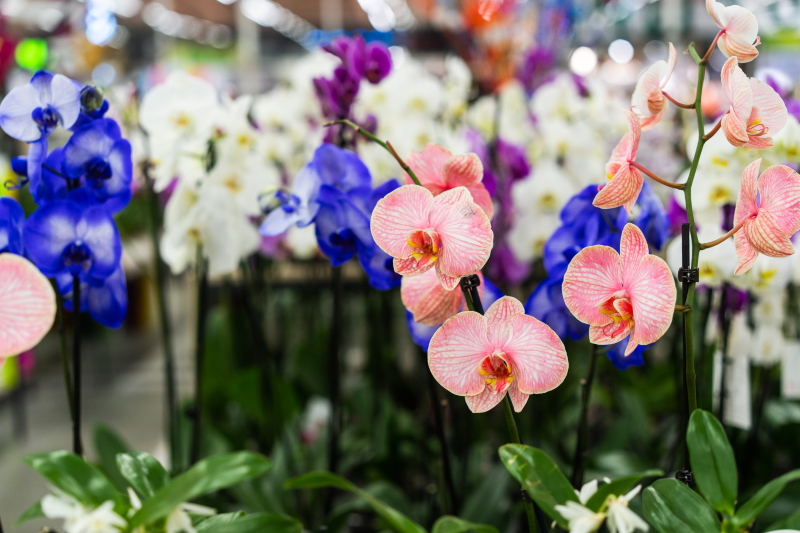 Orchideen faerben – 2 schonende Methoden fuer bunte Blueten bunte blumen regenbogen