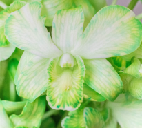 Orchideen färben – 2 schonende Methoden für bunte Blüten