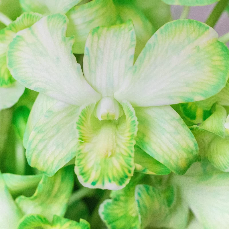 Orchideen faerben – 2 schonende Methoden fuer bunte Blueten gruene weisse blumen