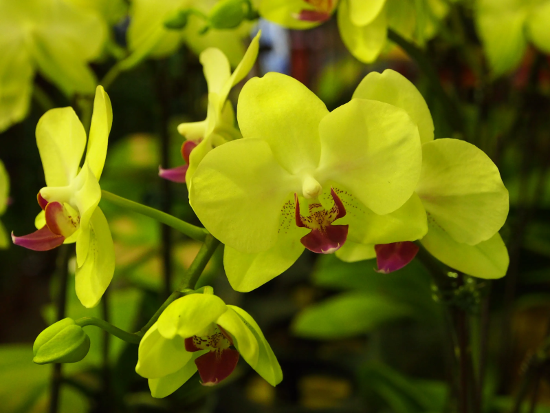 Orchideen faerben – 2 schonende Methoden fuer bunte Blueten leuchtend gelbe blumen