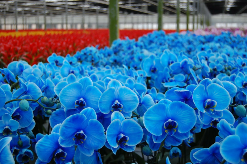 Orchideen faerben – 2 schonende Methoden fuer bunte Blueten meer von blauen blumen