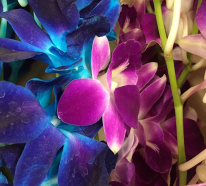Orchideen färben – 2 schonende Methoden für bunte Blüten