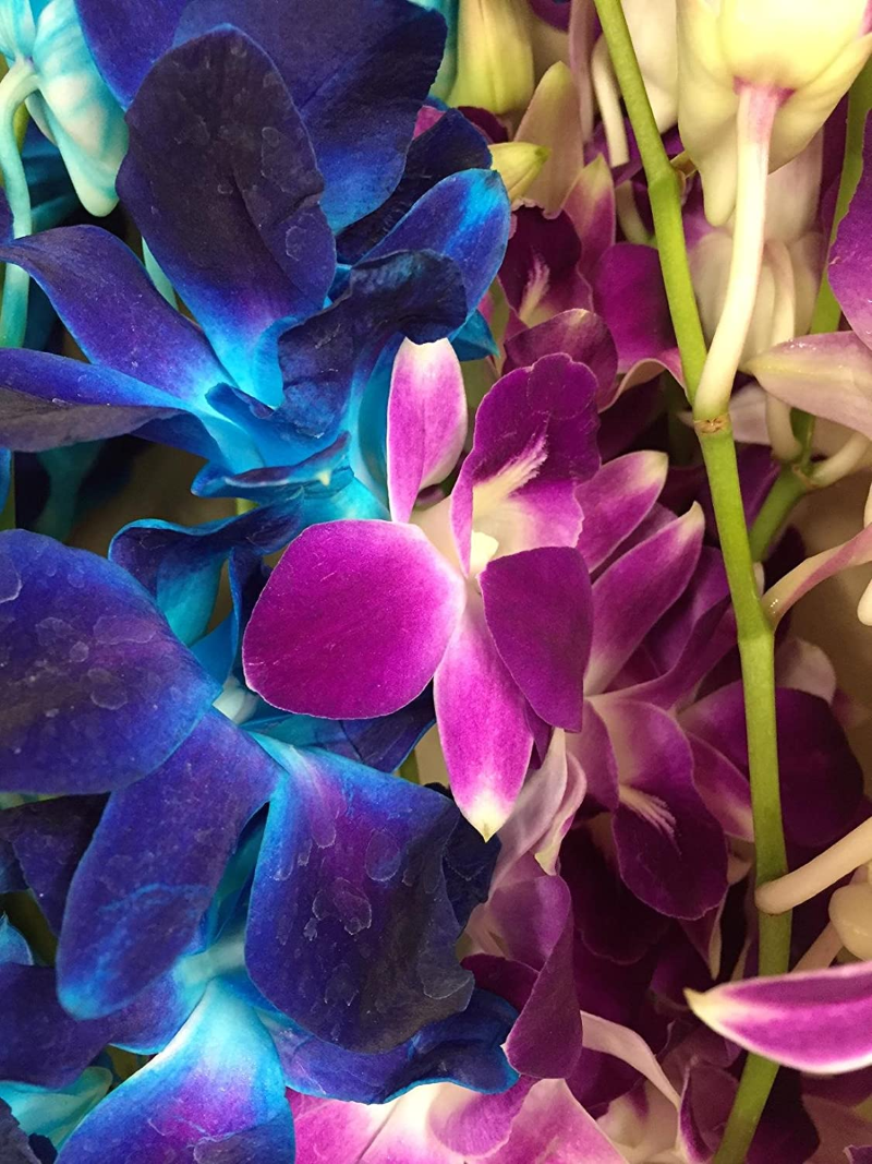 Orchideen faerben – 2 schonende Methoden fuer bunte Blueten mehrfarbige orchidee blumen selber machen