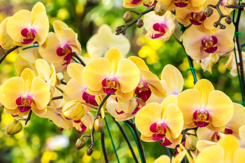 Orchideen faerben – 2 schonende Methoden fuer bunte Blueten natuerlich und unnatuerliche farben