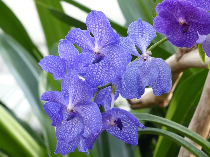 Orchideen faerben – 2 schonende Methoden fuer bunte Blueten natuerliche lila blau arten