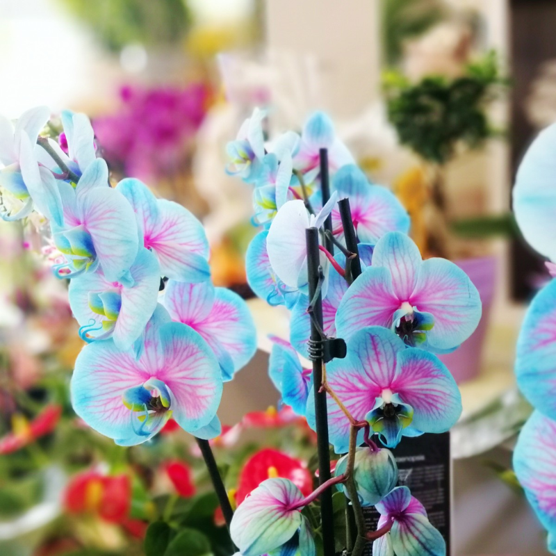 Orchideen faerben – 2 schonende Methoden fuer bunte Blueten schoene blumen blau lila