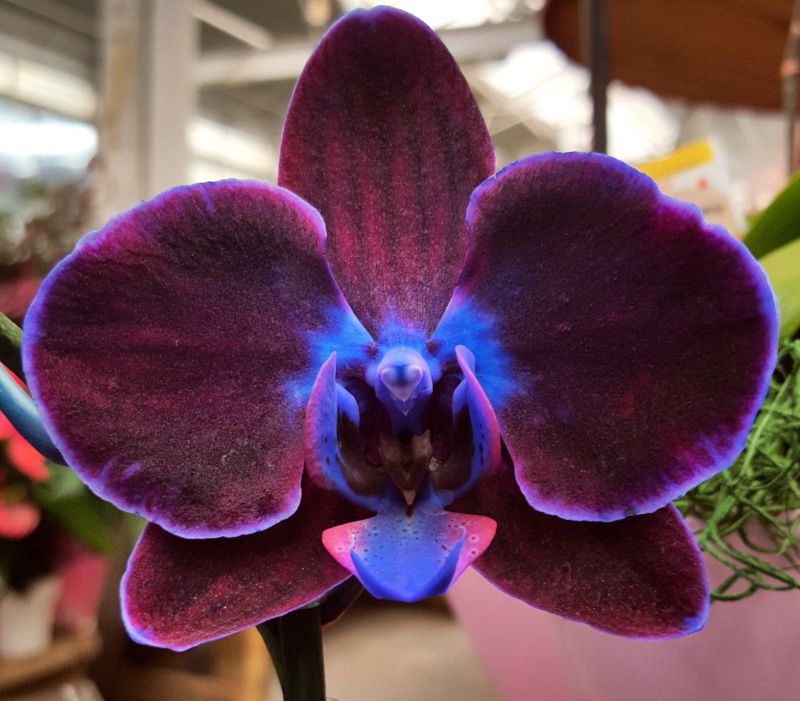 Orchideen faerben – 2 schonende Methoden fuer bunte Blueten traumhafte farbkombinationen lila blau