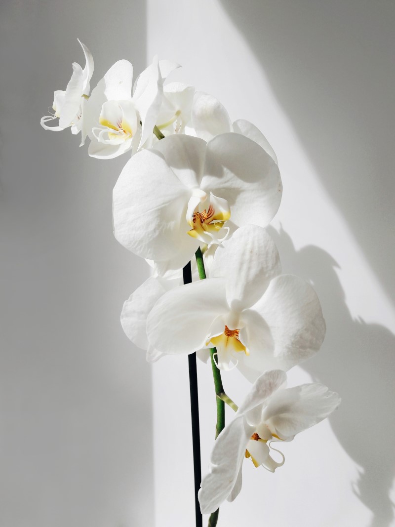 Orchideen faerben – 2 schonende Methoden fuer bunte Blueten weisse mondorchideen faerben