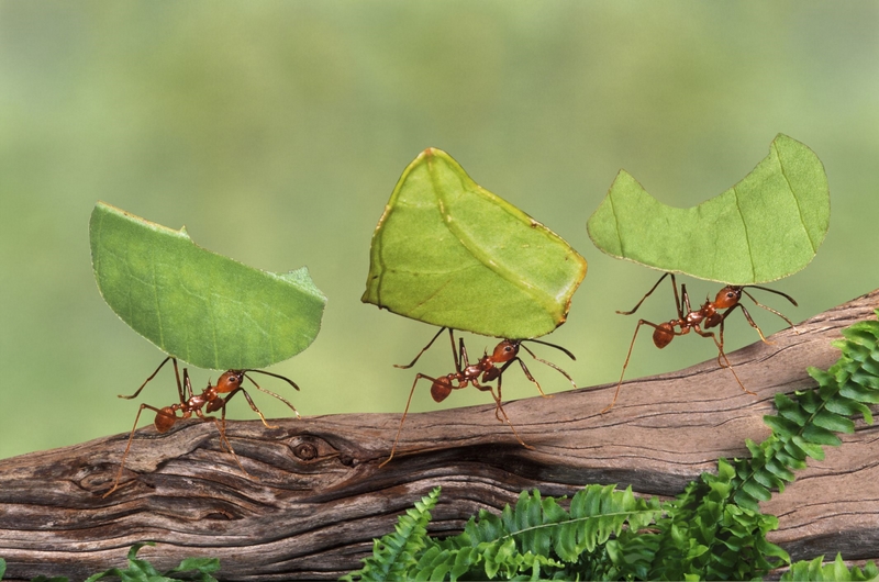 Was hilft gegen Ameisenbefahl