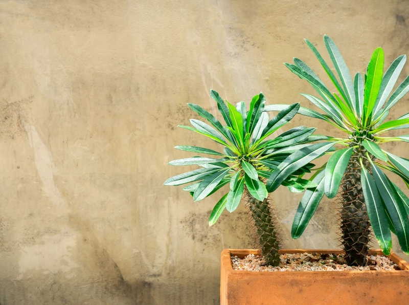 Zimmerpflanzen pflegeleicht Madagaskarpalmekleine Palme Sukkulent