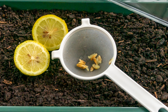 Zitronenbaum selber ziehen aus Kernen am besten aus einer Bio-Zitrone gute Keimfaehigkeit