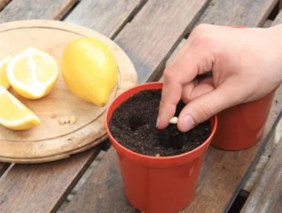 Zitronenbaum selber ziehen aus Kernen aus Bio-Zitrone Topf mit Anzuchterde