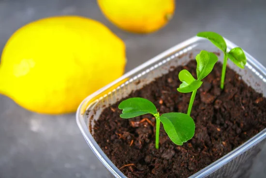 Zitronenbaum selber ziehen aus Kernen drei Samen keimen Keimungsrate hoch