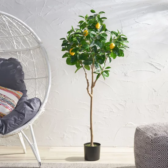 Zitronenbaum selber ziehen aus ästhetischen Gründen beschneiden ein Blickfang im Raum